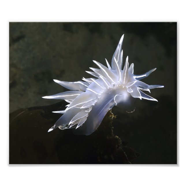 Alabaster Nudibranch Foto Alargamento (Frente)