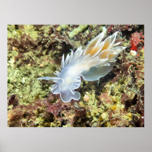 Alabaster Nudibranch - Impressão de arte