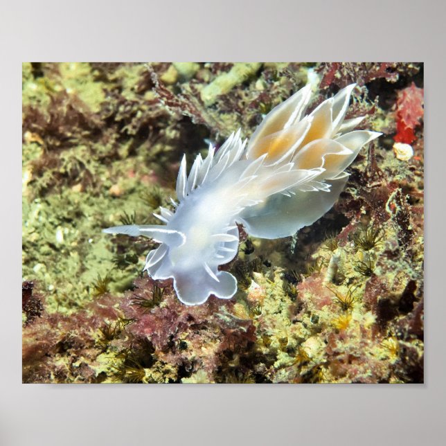 Alabastro Nudibranch - Impressão de Arte (Frente)