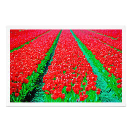 Alargamento de Fotografias