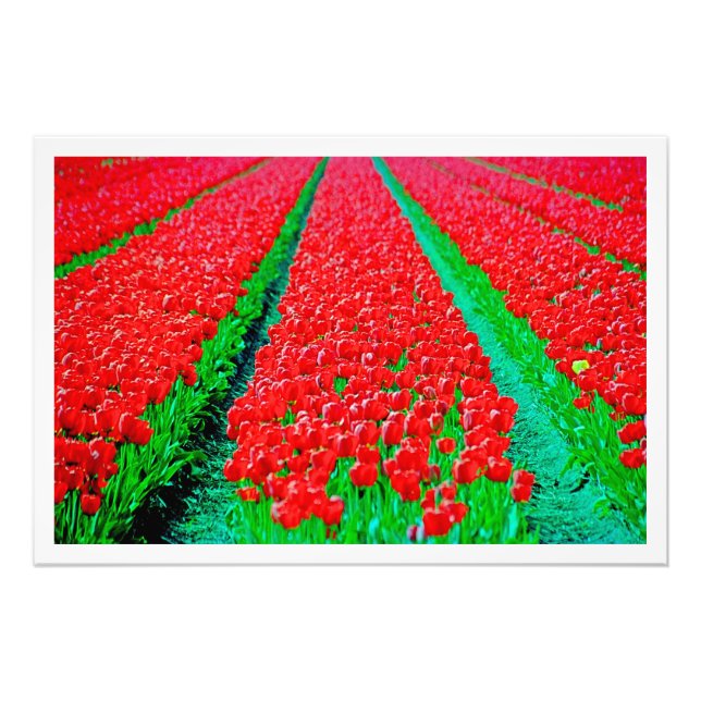 Alargamento de Fotografias (Frente)