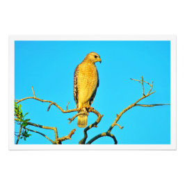 Alargamento de Fotografias