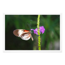 Alargamento de Fotografias