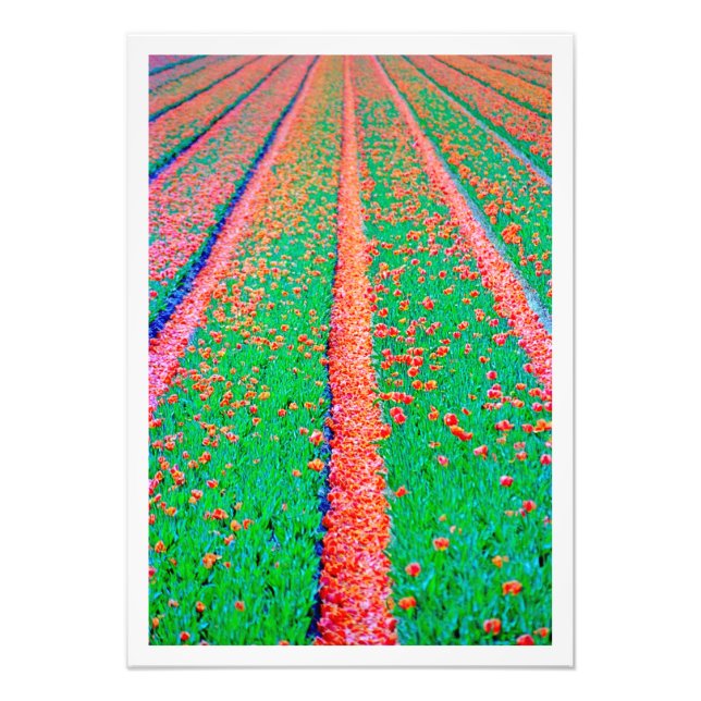 Alargamento de Fotografias (Frente)