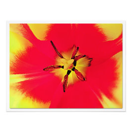 Alargamento de Fotografias