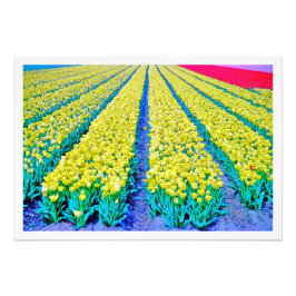 Alargamento de Fotografias