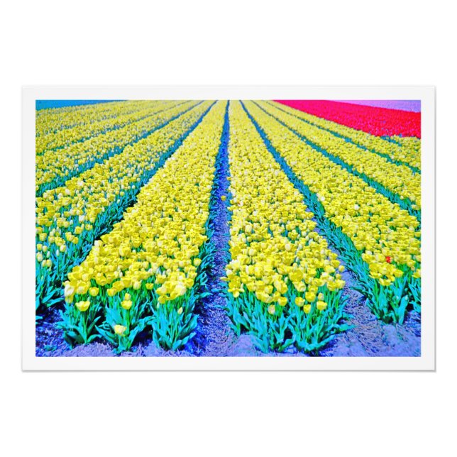 Alargamento de Fotografias (Frente)