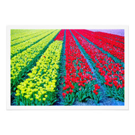 Alargamento de Fotografias