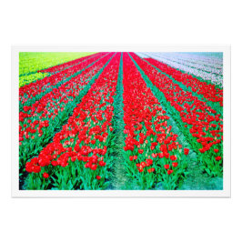 Alargamento de Fotografias