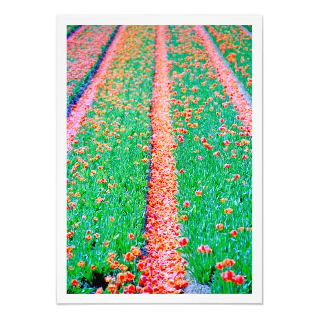 Alargamento de Fotografias (Frente)