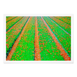 Alargamento de Fotografias