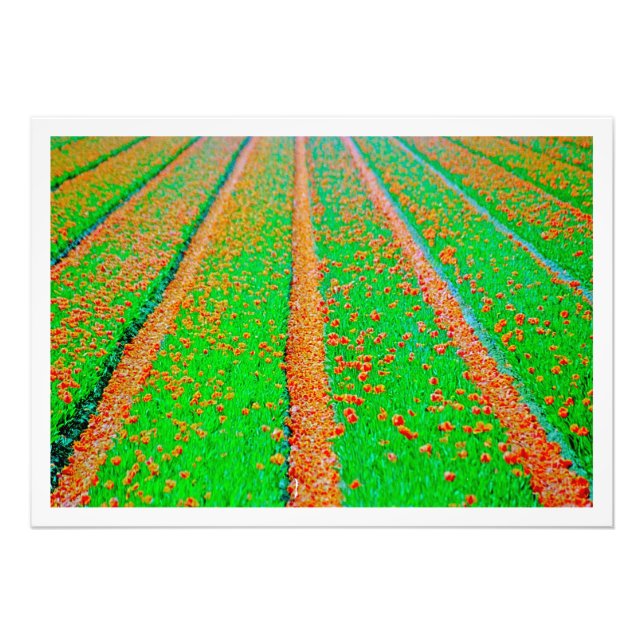 Alargamento de Fotografias (Frente)