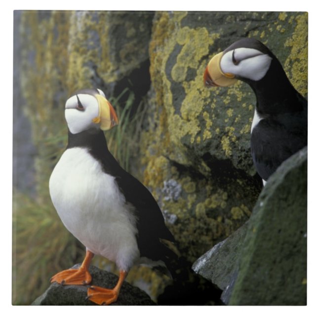 Alasca, Rua. Ilha Paul, os Pribilofs, chifres (Frente)