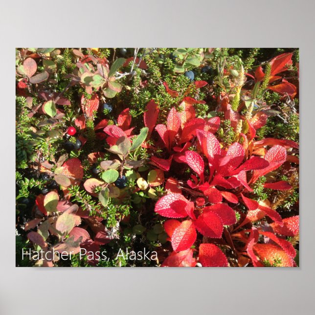 Alaska Berry Poster (Frente)
