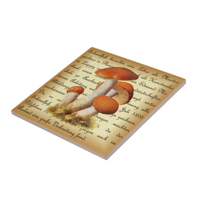 Albin Schmalfuß~Espenrotkappe1~ Cogumelos ~ (Lateral)