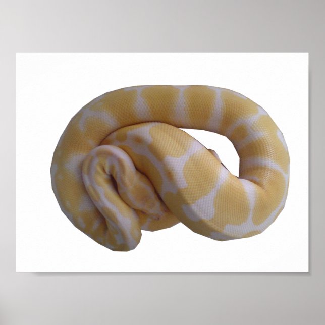 Albino Ball Python Poster (Frente)