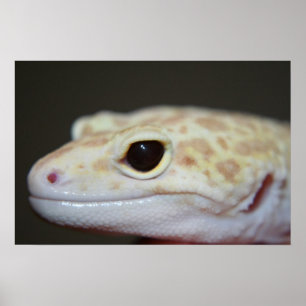 Albino Leopard Gecko Fechar Poster