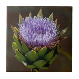 Alcachofra, Cynara Cardunculus, na flor