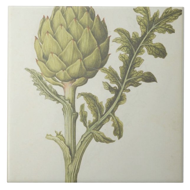 Alcachofra: Scolymus do Cynara, c.1568 (Frente)
