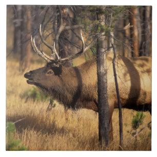 alce, Cervus elaphus, touro toca corneta em uma ár