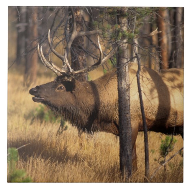 alce, Cervus elaphus, touro toca corneta em uma ár (Frente)