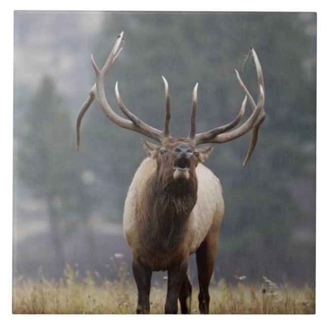 Alce macho bugling, Parque Nacional de Yellowstone (Frente)