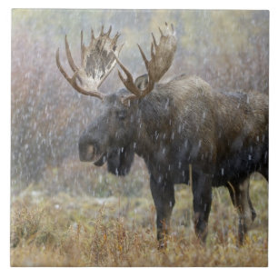 Alce macho em tempestade de neve com árvores de ál