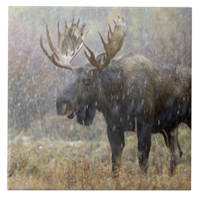 Alce macho em tempestade de neve com árvores de ál (Frente)