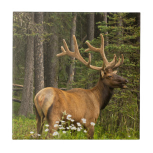 Alce macho em veludo, Canadá