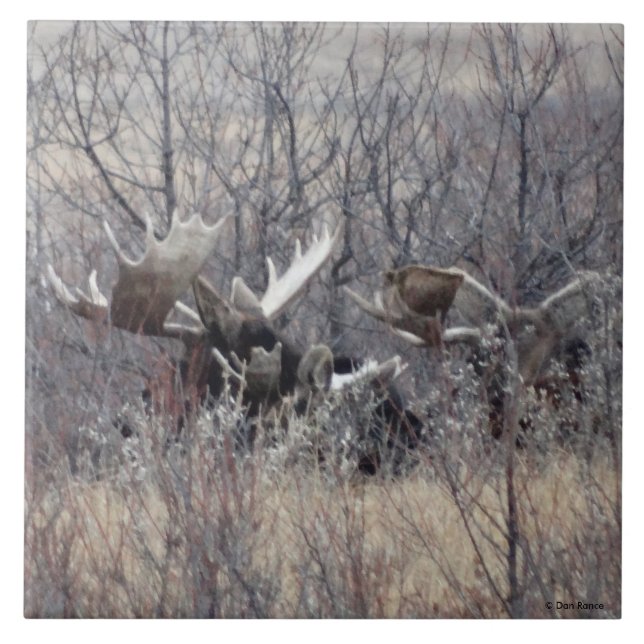 Alce Macho M9 Deitado (Frente)