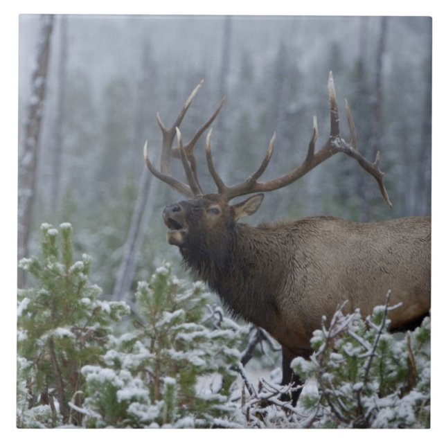 Alce macho na neve chamando, buglando, Yellowstone (Frente)