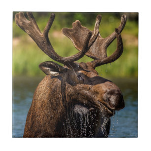 Alce macho se alimentando no Parque Nacional Glaci