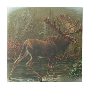 Alces