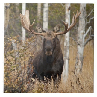 Alces impressionantes de Bull
