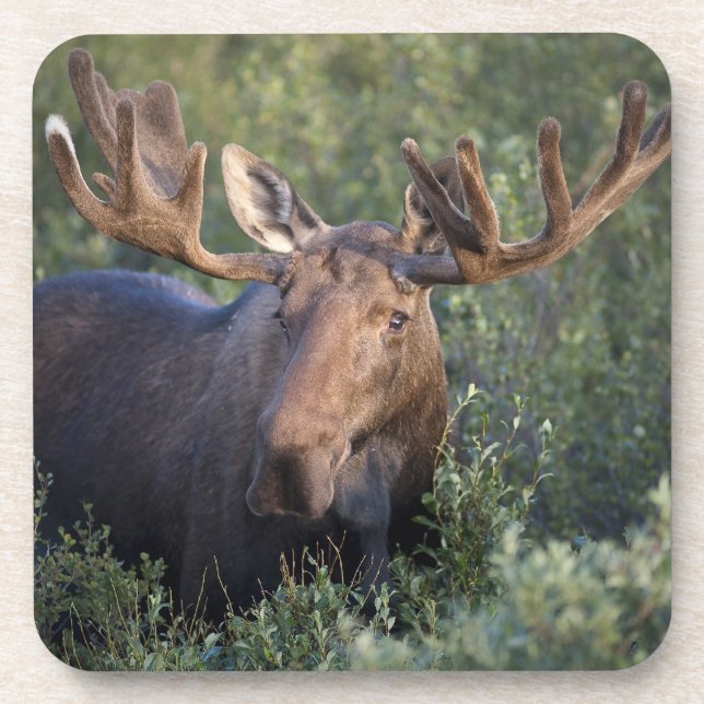 Alces no grupo da porta copos de veludo (Frente)