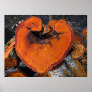 Alder Heart - Poster