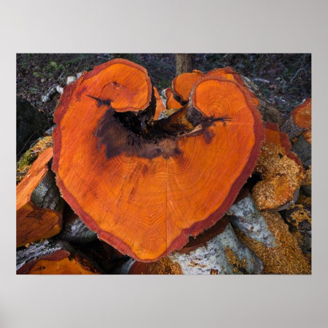 Alder Heart - Poster (Frente)