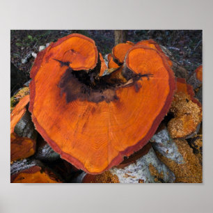 Alder Heart - Poster
