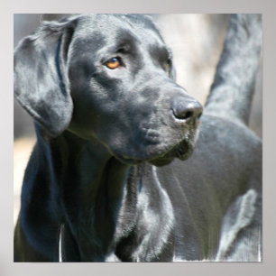 Alertar Poster de Cachorro Negro Labrador