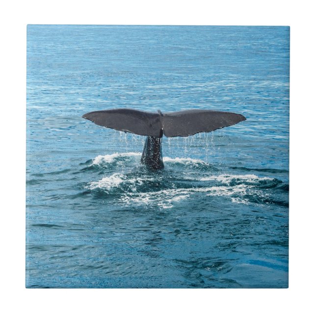 Aleta da baleia (Frente)