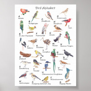 Alfabeto Avião: A a Z de Aves Poster