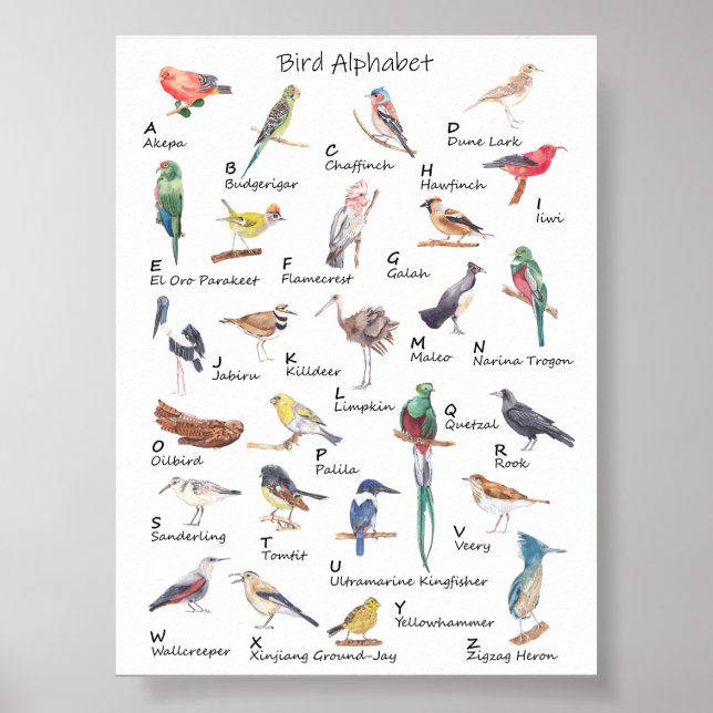 Alfabeto Avião: A a Z de Aves Poster (Frente)