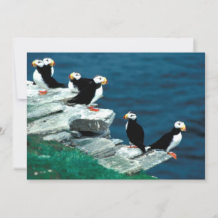 Alfinetes do Alasca Feathering Colorful Birds