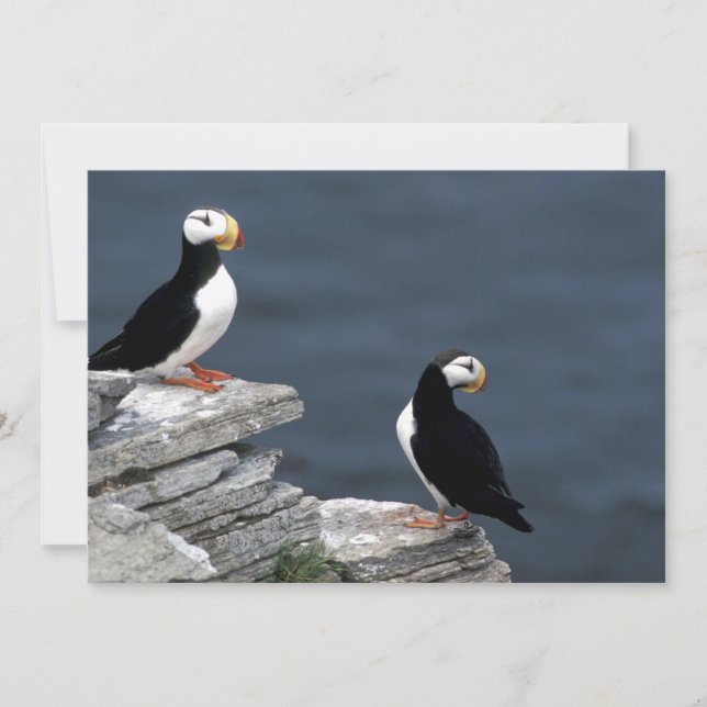 Alfinetes do Alasca Feathering Colorful Birds (Frente)