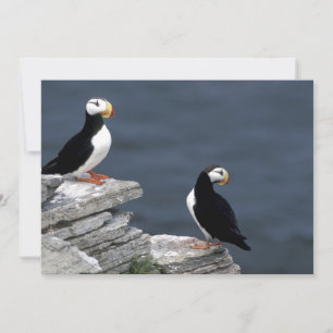 Alfinetes do Alasca Feathering Colorful Birds