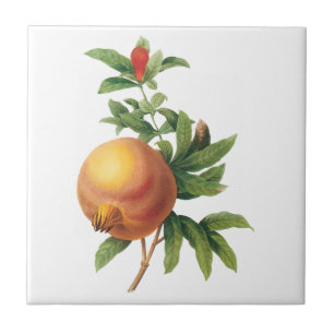Alimento Antigo Fruta, Romã por Redoute