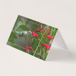 Alimento De Aves De Cama Na Crocosmia Vermelha