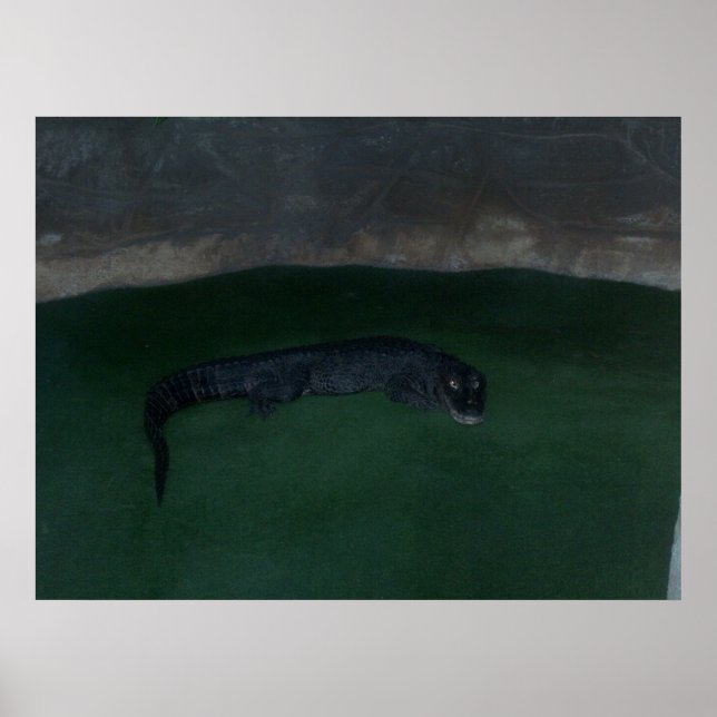 Alligador - O que há na Escuridão? ~ POSTER / IMPR (Frente)