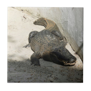 Alligator, Fort Lauderdale, Flórida