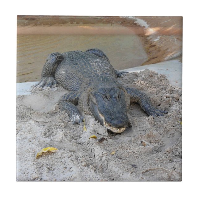Alligator, Fort Lauderdale, Florida (Frente)